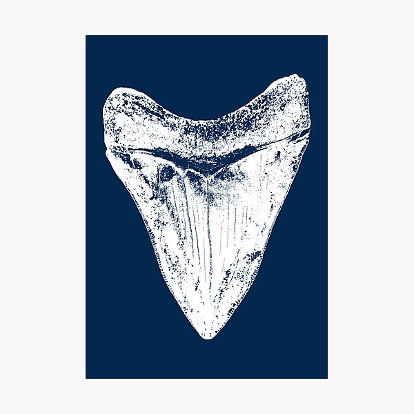 Artikel-Vorschau von Megalodon-Haifischzahn, designt und verkauft von IncognitoMode.
