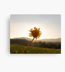 Dandelion Sunset Canvas Print