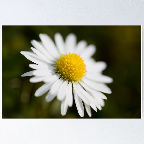 Item preview, Delicate Daisy designed and sold by Lynne Morris.