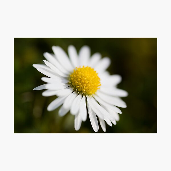 Item preview, Delicate Daisy designed and sold by Lynne Morris.