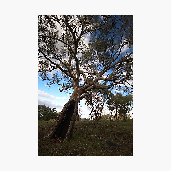 Item preview, River Red Gum designed and sold by Joy Watson - Natural Light Photography .