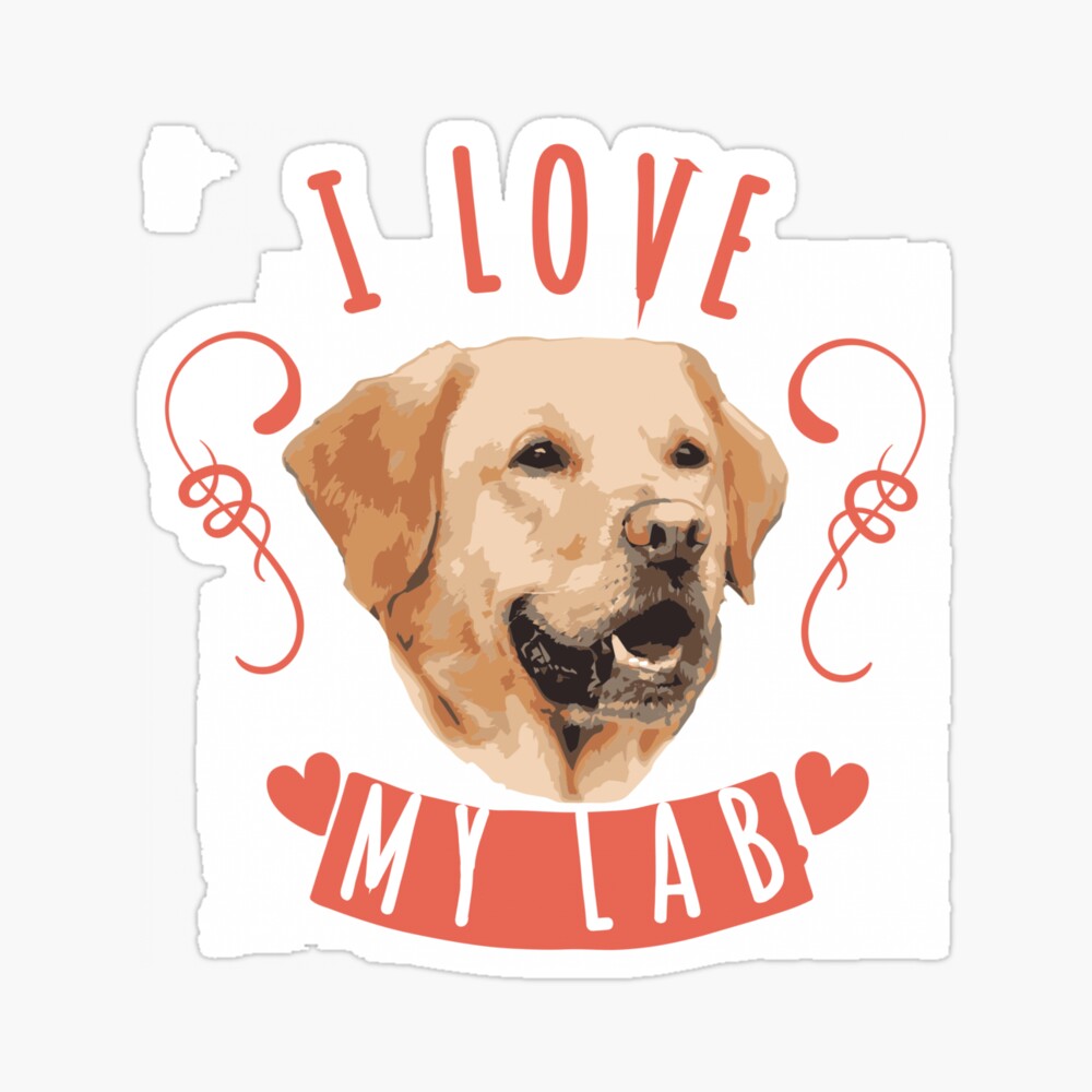 accessories for labrador puppies