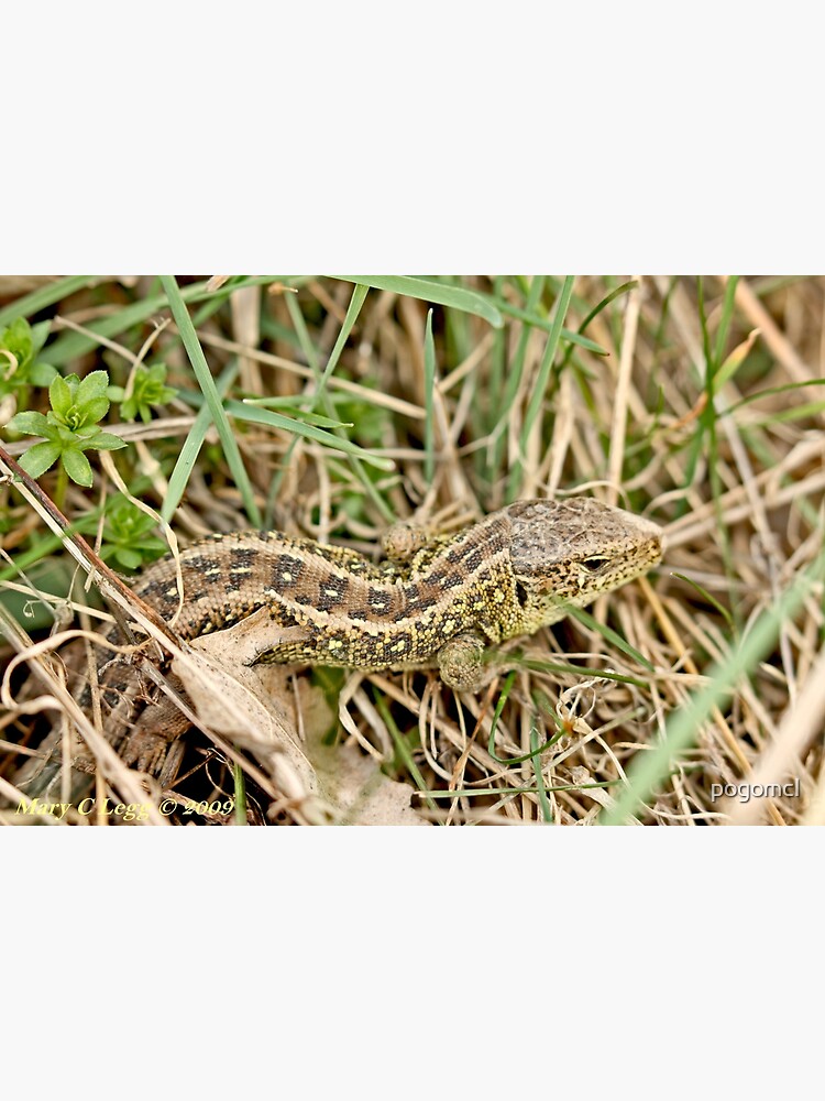 "Sand Lizard Lacerta agilis" Poster for Sale by pogomcl Redbubble