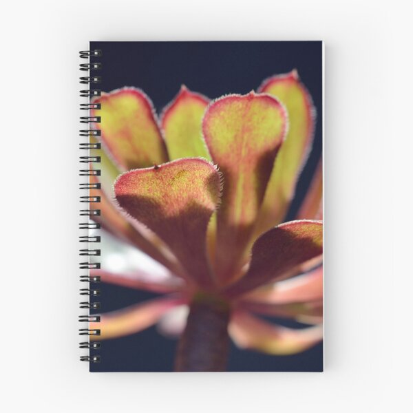 Item preview, Cactus plant with golden tones designed and sold by VallyDalPra.