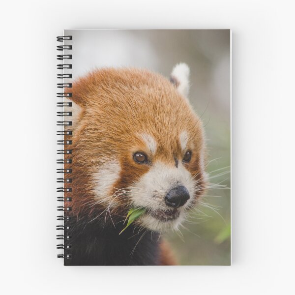 Item preview, Red Panda designed and sold by emmelined.