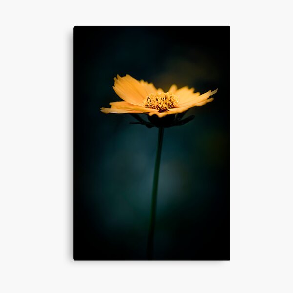 Out of the darkness Canvas Print