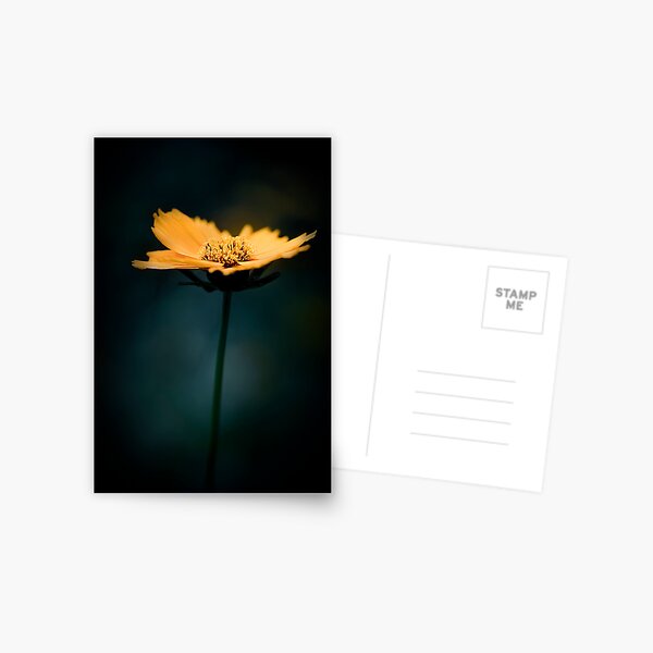 Out of the darkness Postcard