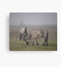 Misty morning Canvas Print