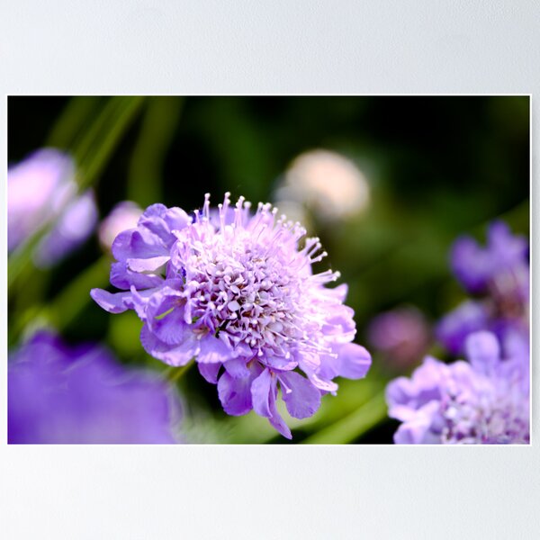 Artikelvorschau, Purple Pincushion entworfen und verkauft von SESE.