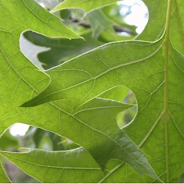 Artwork thumbnail, Intertwining Leaves by RVogler