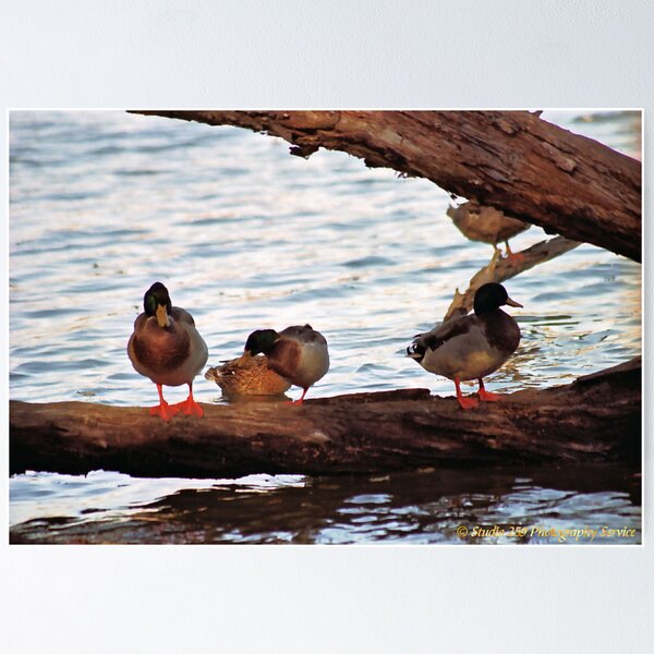 Item preview, Ducks. designed and sold by Timothy Bell.