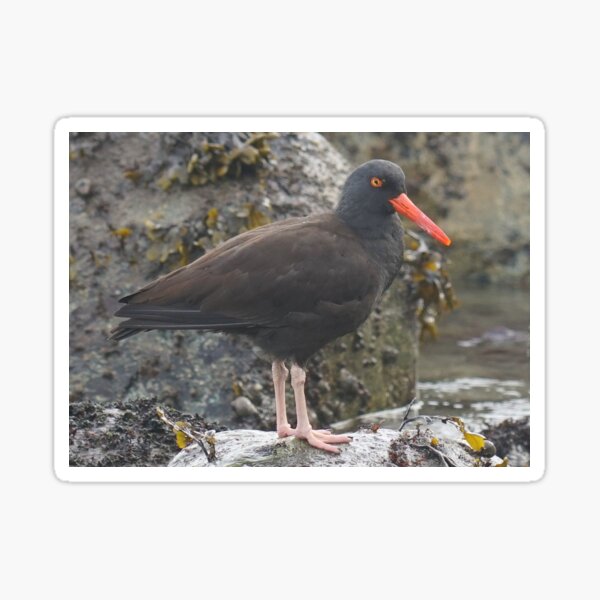 Black Oystercatcher Sticker