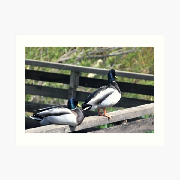 Double Ducks at Abbotsbury Dorset UK Art Print