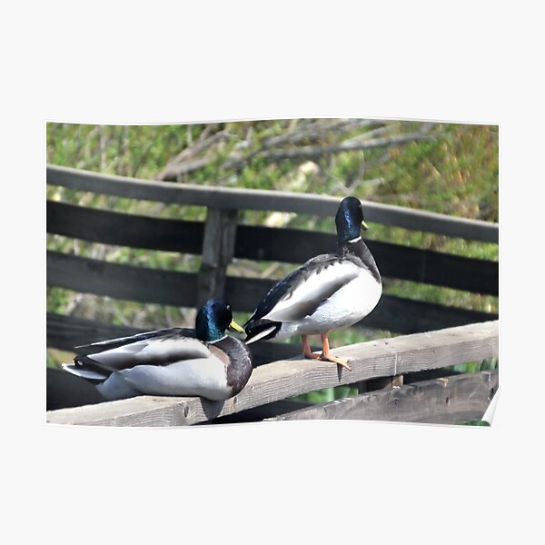 Double Ducks at Abbotsbury Dorset UK Poster