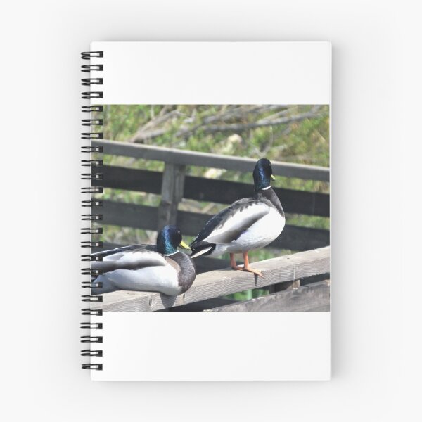 Item preview, Double Ducks at Abbotsbury Dorset UK designed and sold by lynn carter.