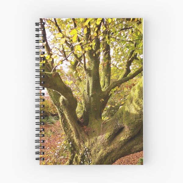 Item preview, ANCIENT BEECH TREE designed and sold by Richard Brookes Photography.