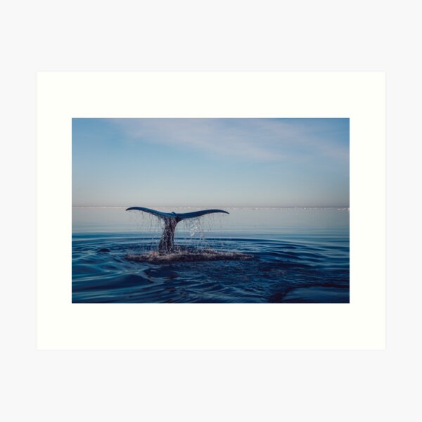 Item preview, Humpback Whale designed and sold by kawaii-store.