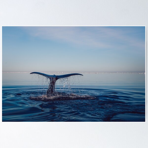 Item preview, Humpback Whale designed and sold by kawaii-store.