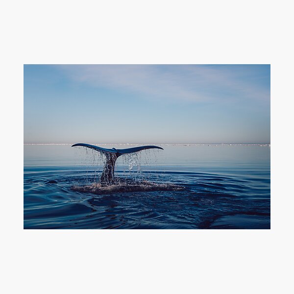 Item preview, Humpback Whale designed and sold by kawaii-store.