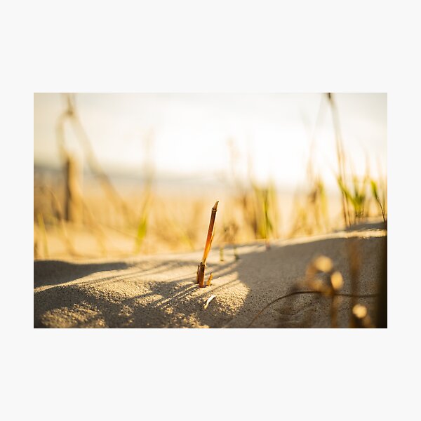 Item preview,  Beachgrass 2 designed and sold by KensLensDesigns.
