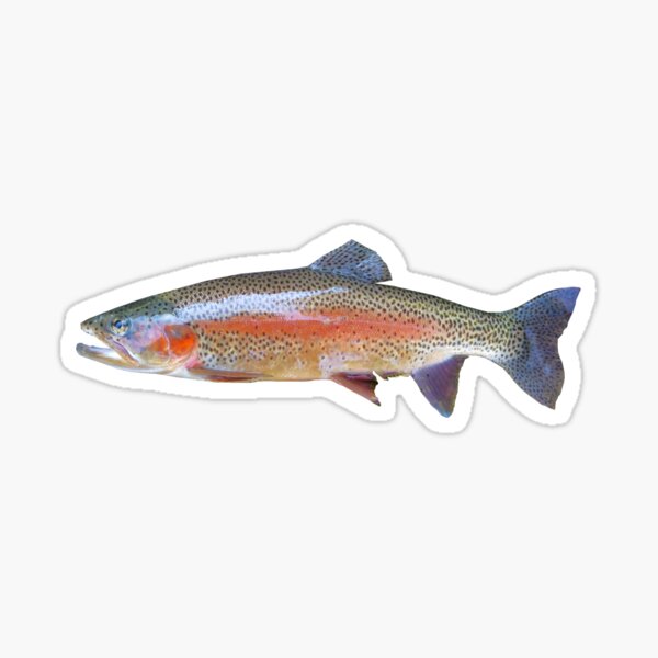 Vista previa del artículo con la obra «Trucha arcoiris», diseñado y vendido por kawaii-store.