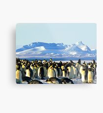 Penguins Metal Print