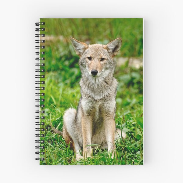 Item preview, Coyotes - Parc Omega, Montebello, PQ designed and sold by Tracey  Dryka.
