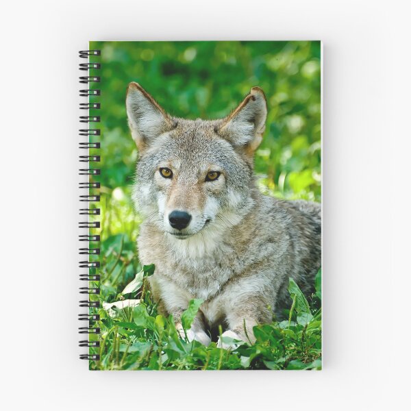 Item preview, Coyotes - Parc Omega, Montebello, PQ designed and sold by Tracey  Dryka.