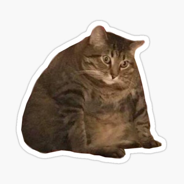 chonky cat Sticker