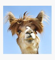 Alpaca Fotodruck