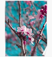 Pink Blossoms Poster