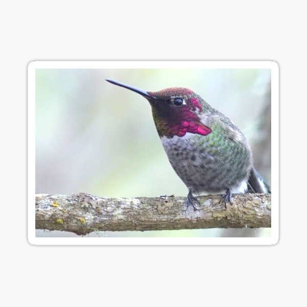 Hummingbird Sticker