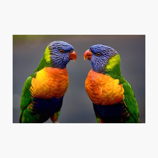 Face Off Photographic Print