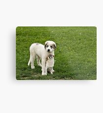 I'm not doing Anything-Silver Creek Ranch (View large) Metal Print