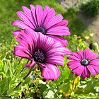 «¡No puedo esperar!» de Elfriede Fulda