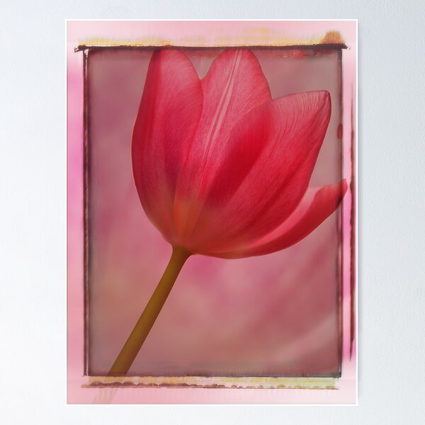 Item preview, Pink Tulip worked designed and sold by Hugster62.