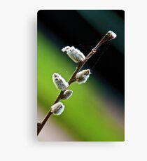 Salix Canvas Print