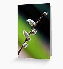 Salix Greeting Card