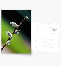 Salix Postcards