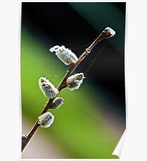 Salix Poster