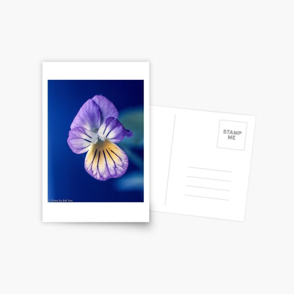 Viola Postcard