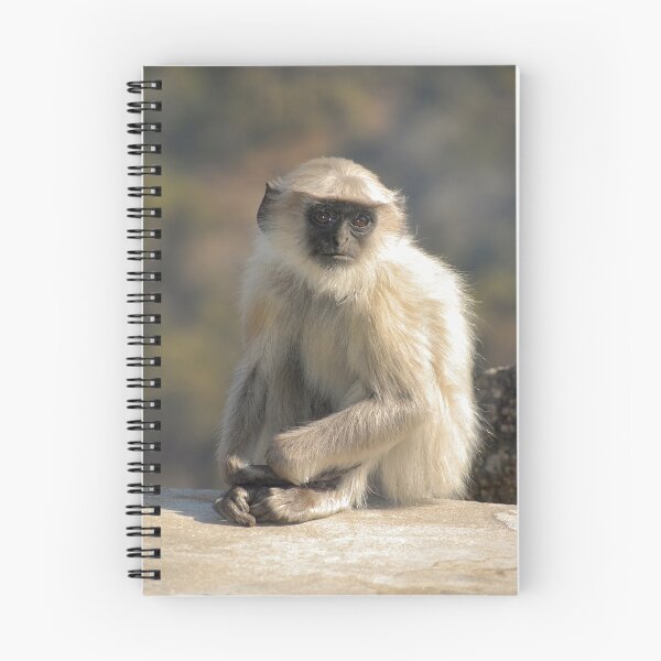 Item preview, Grey Langur Monkey, Rajasthan, India designed and sold by Jensphotos.