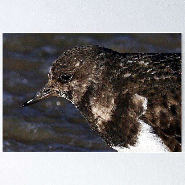 Artikelvorschau, The Turnstone entworfen und verkauft von snapdecisions.