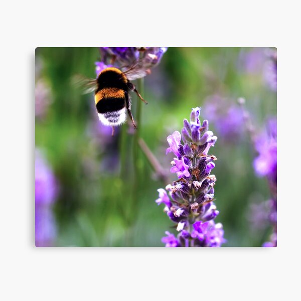 Air Bee Canvas Print