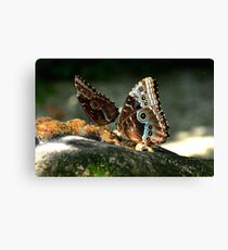 two blue morphos Canvas Print