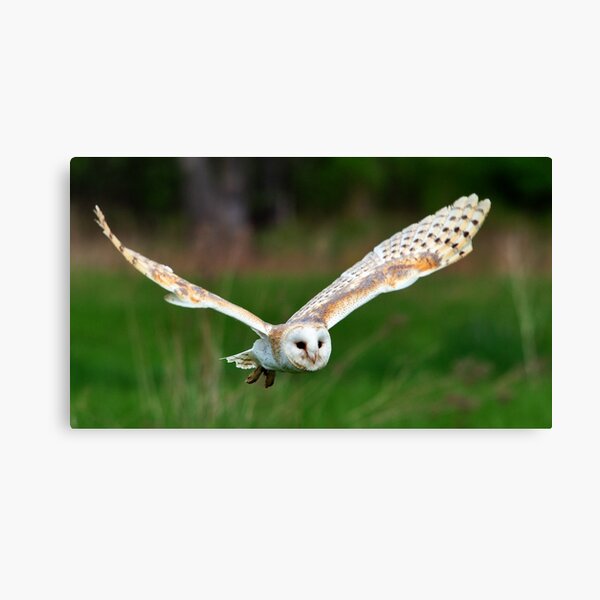 Barn Owl in Flight Canvas Print