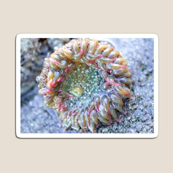 Item preview, Anemone designed and sold by Betsy Seeton.