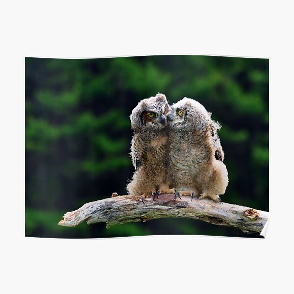 Great Horned Owlets Poster