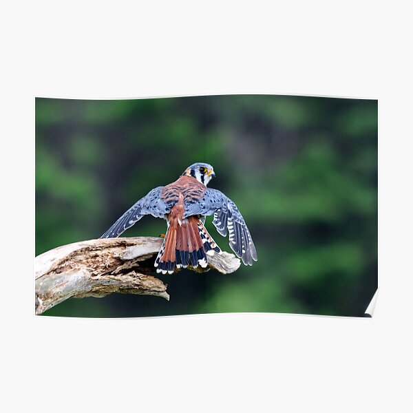 American Kestrel Poster