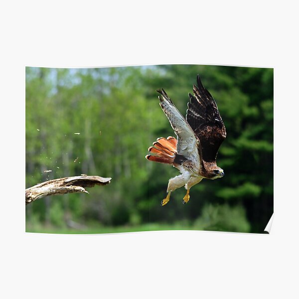 Red-tailed Hawk Poster
